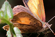 Bright Copper (Paralucia aurifer)